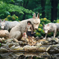 [PRE ORDER] Studio Ghibli - OPM Studio - Princess Mononoke (Price does not include shipping - Please Read Description)